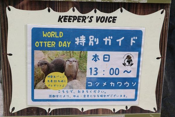 ６月６日　World Otter Dayガイドやりました！