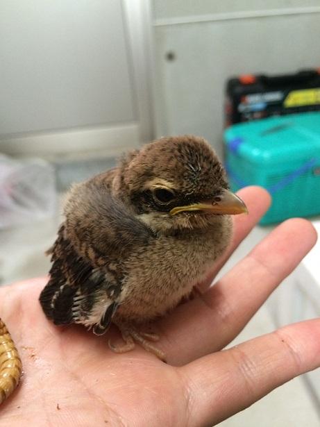 8月21日　傷病鳥獣保護レポート