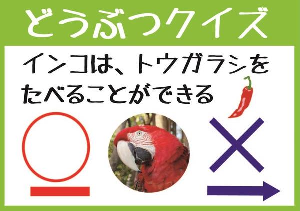 ９月２５日　どうぶつダンボール迷路であそぼう！