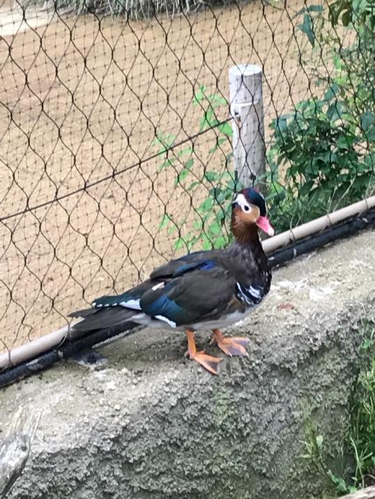 10月16日　飼育員の考えごと