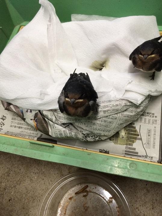 11月24日　傷病鳥獣保護レポート
