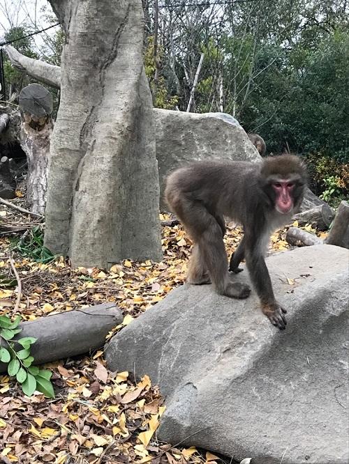 12月16日　飼育員の考えごと。