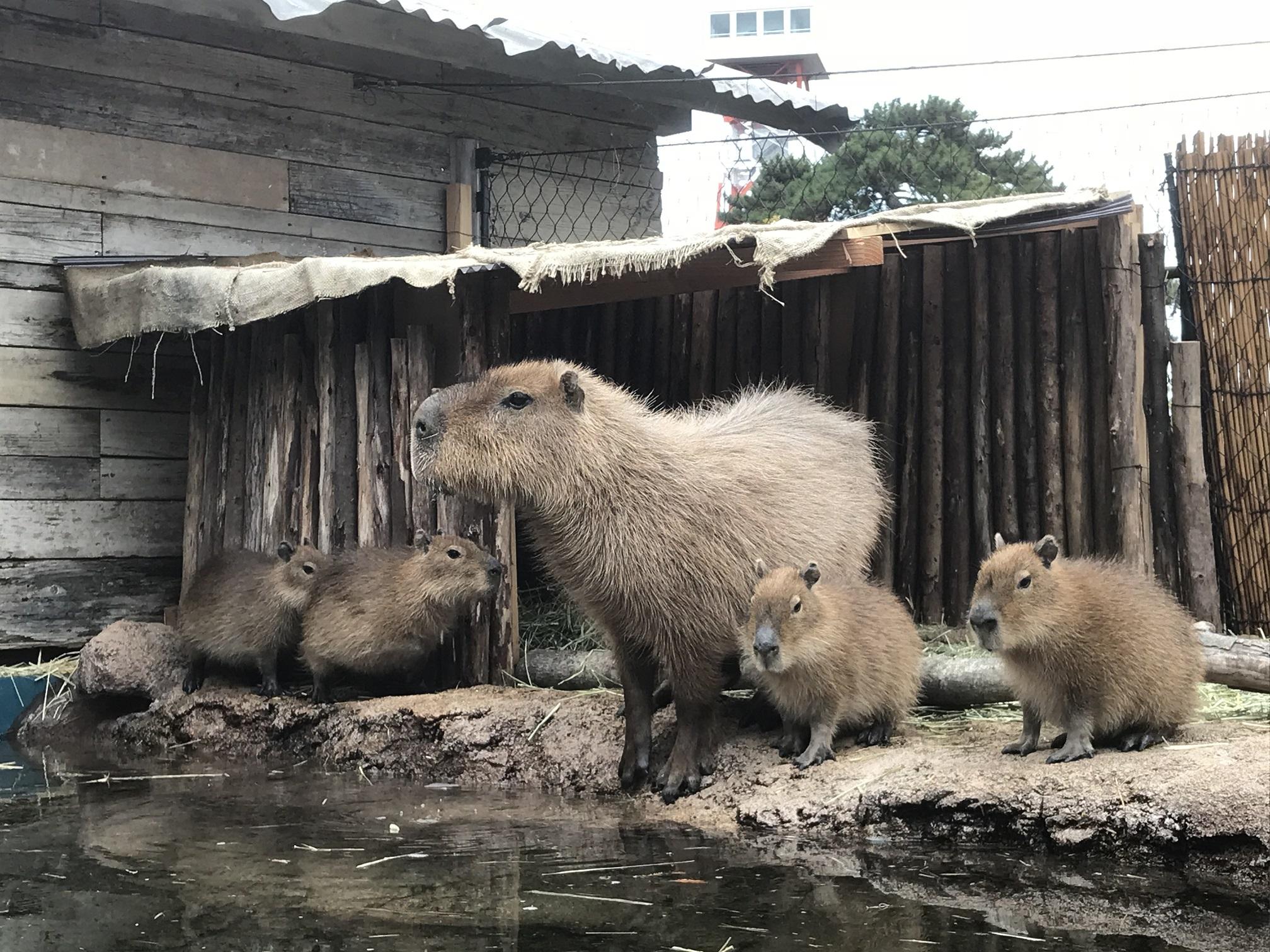 １２月２１日　名前投票始まります。