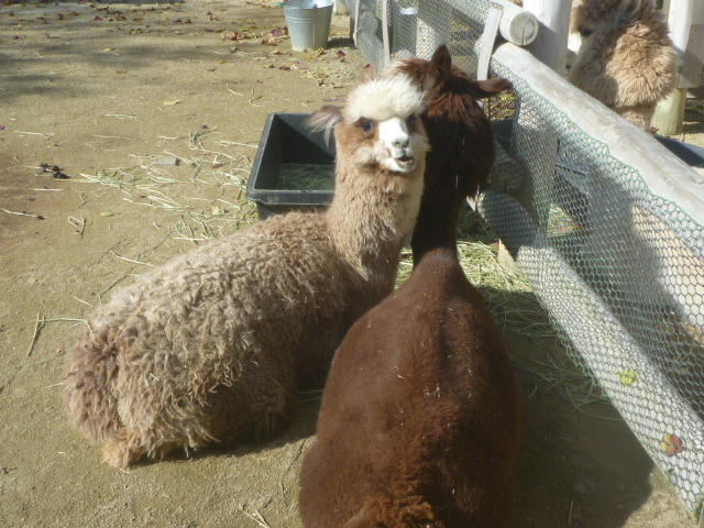 12月6日　ときわ公園と動物の四季