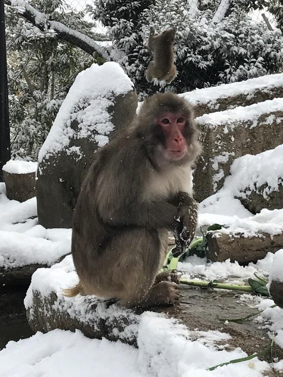 1月26日　飼育員の考えごと。