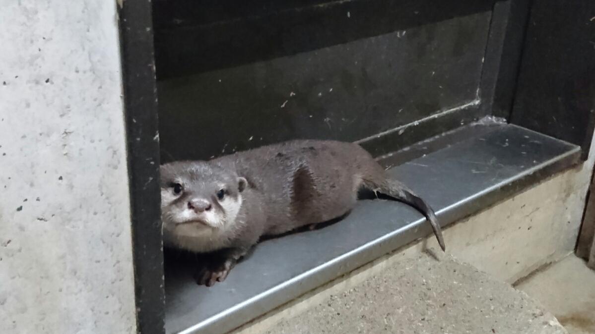 1月10日　カワウソ・ショウ、成長しています