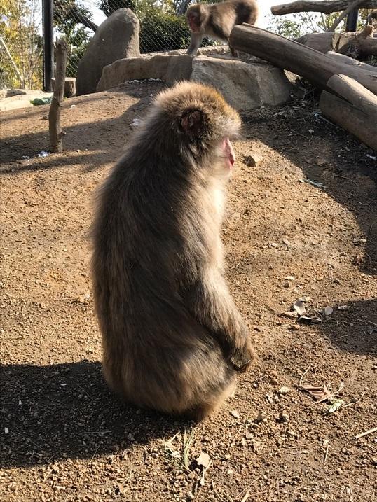 2月19日　飼育員の考えごと