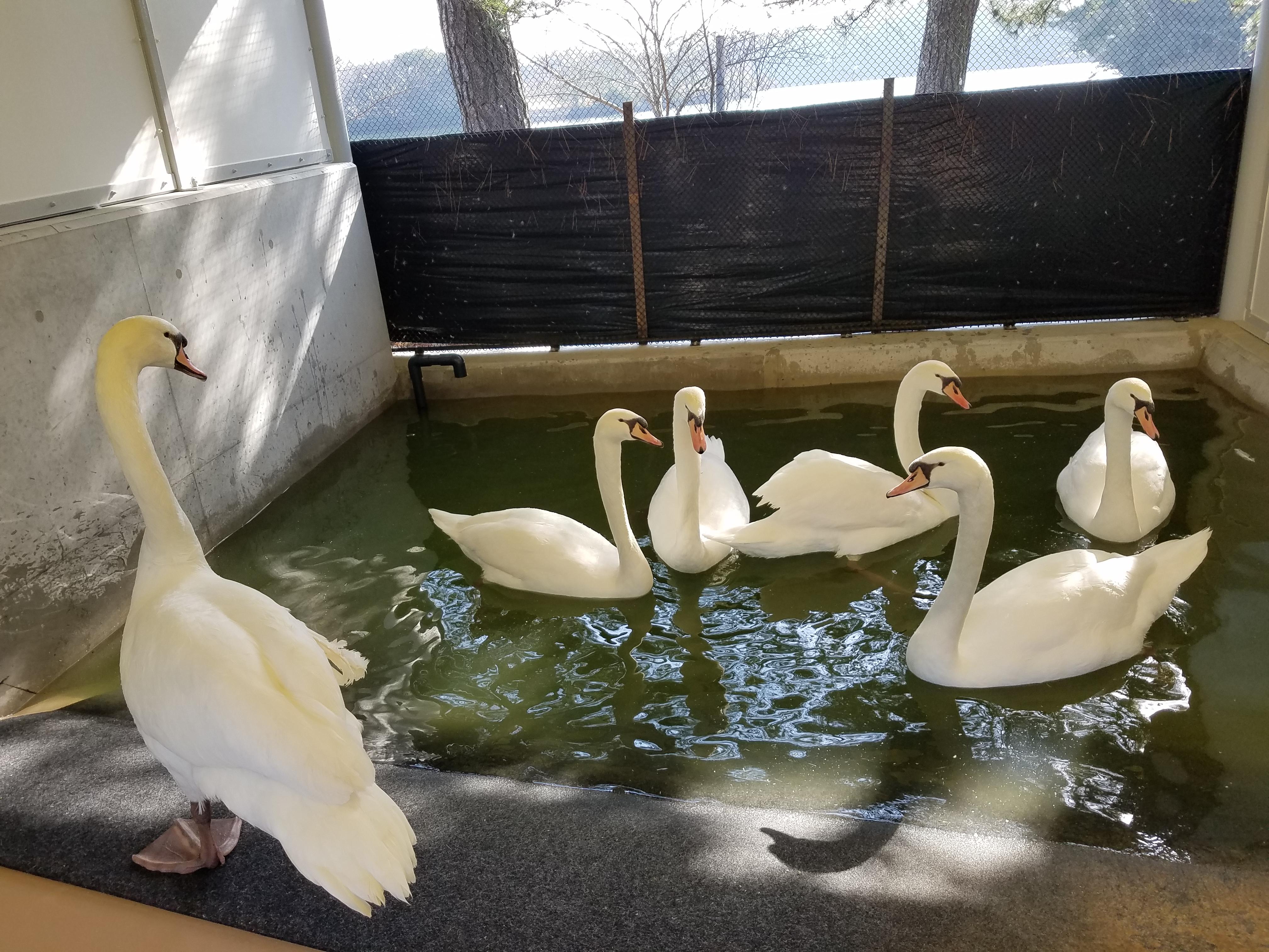 ３月１３日　ハクチョウは今・・・