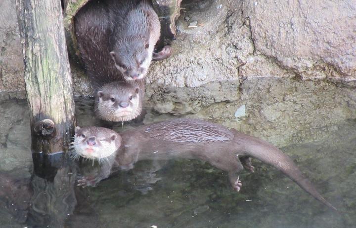 4月2日　カワウソ　ショウ、プールデビューです！