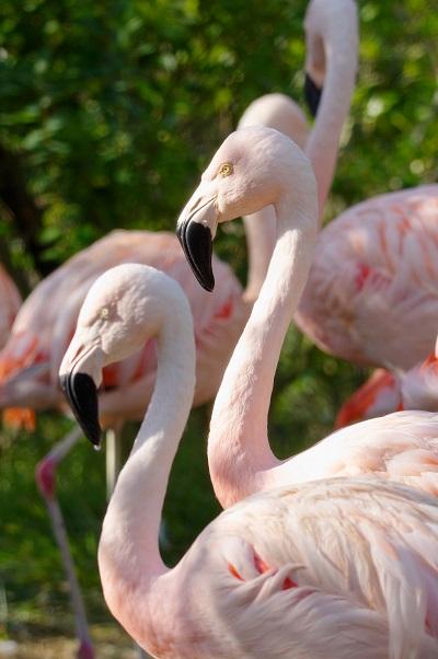 5月12日 フラミンゴの小さな山 飼育員ブログ ときわ動物園 ときわ公園 山口県宇部市