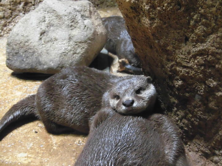 8月6日　カワウソ一家の午後の過ごし方