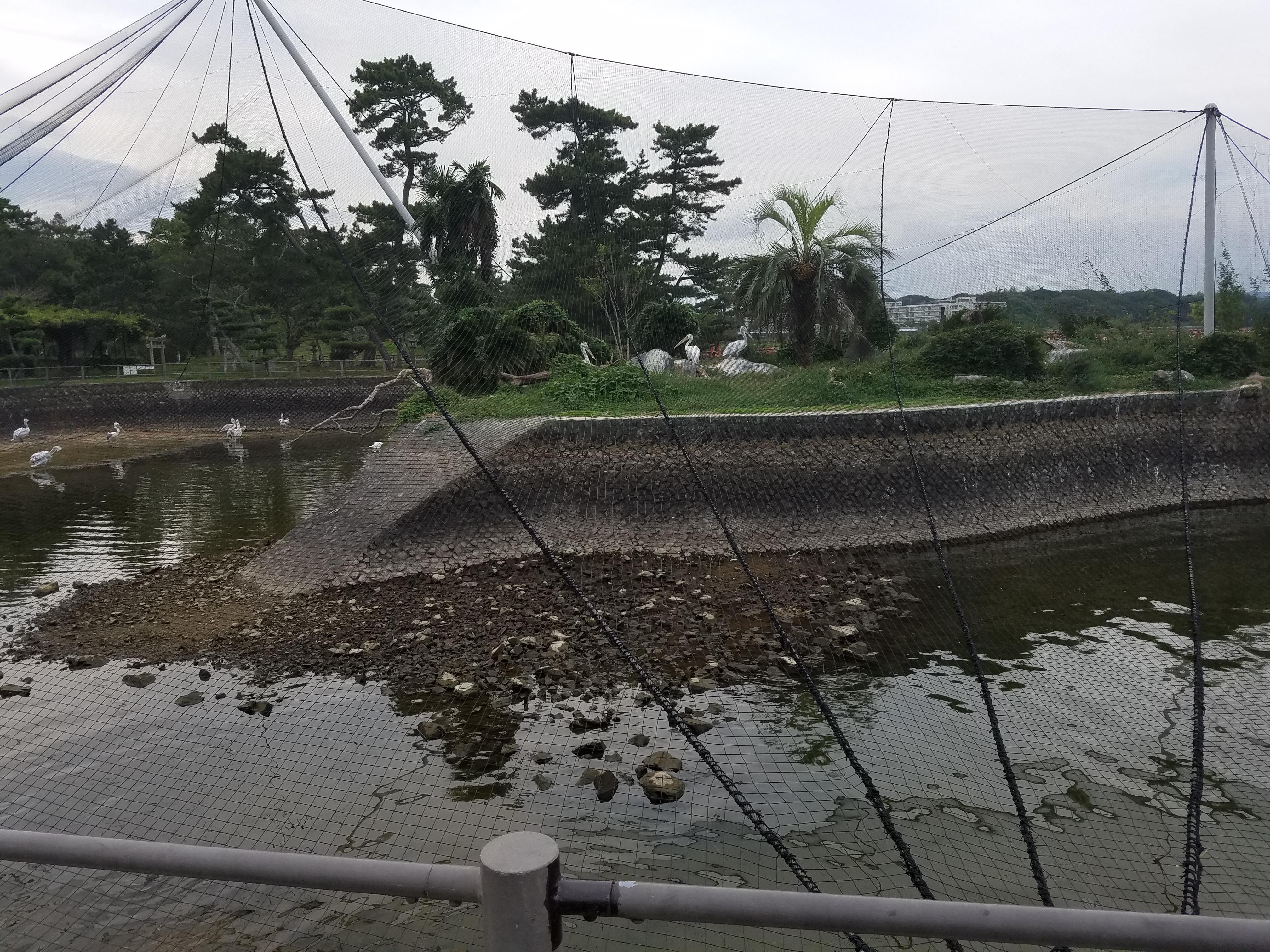 ９月２０日 ペリカンたちの苦労 飼育員ブログ ときわ動物園 ときわ公園 山口県宇部市