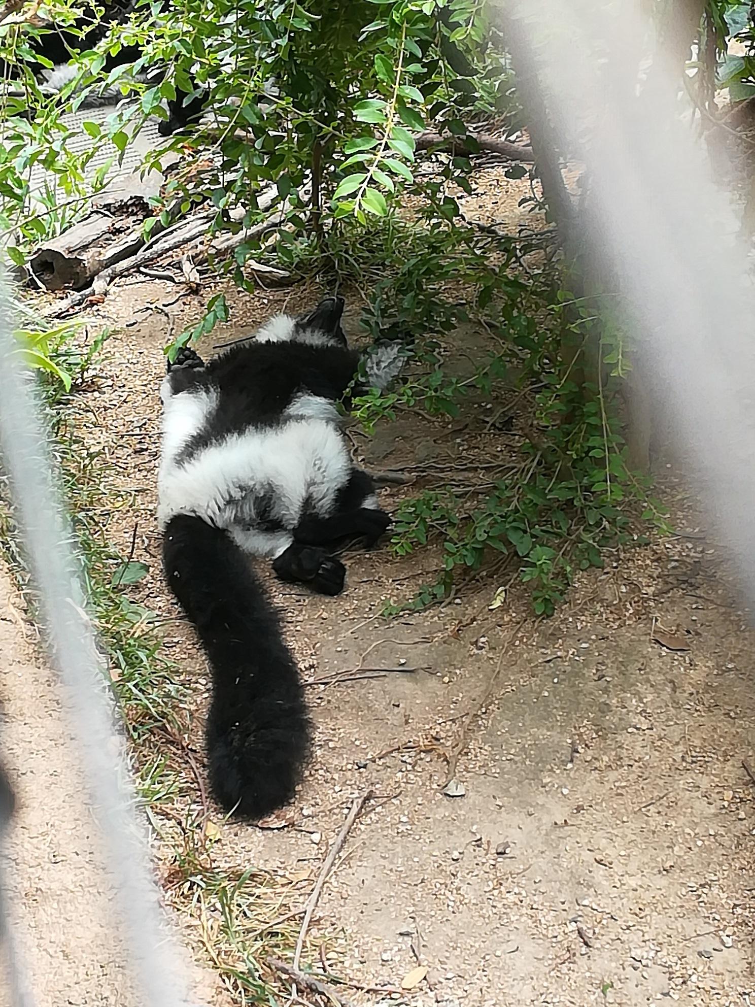 １２月２７日　平和なときわ動物園に事件が！？