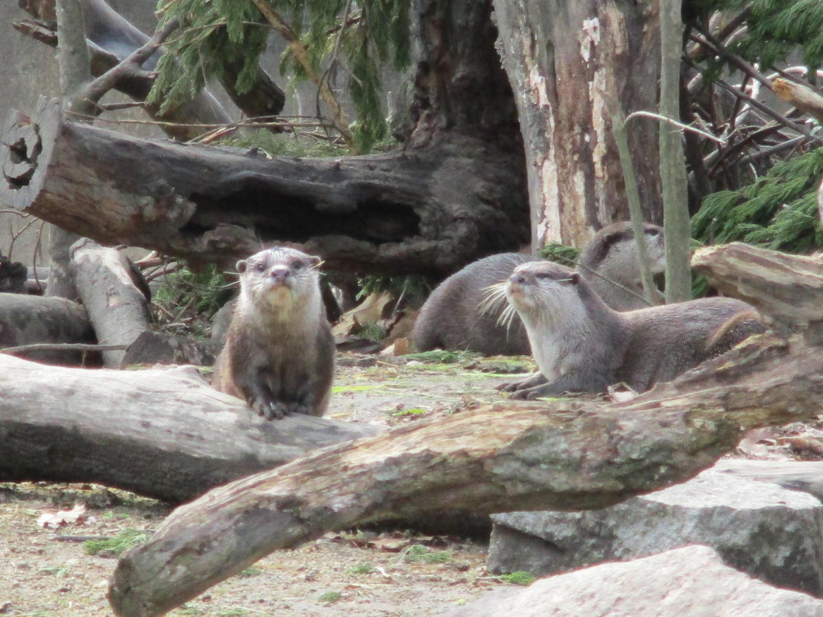 1月20日　どこいる？コツメカワウソ