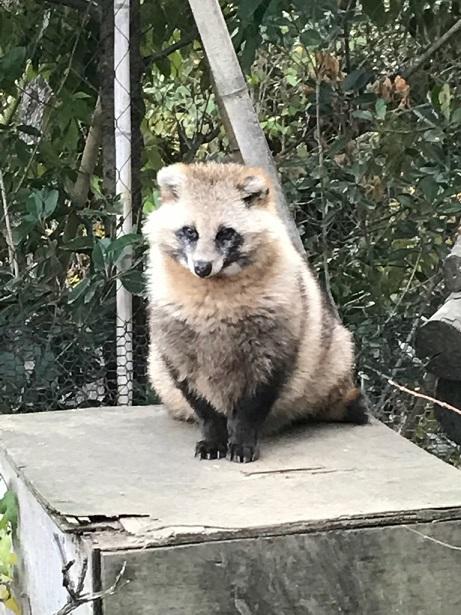 1月10日　飼育員の考えごと（去年をふりかえる）