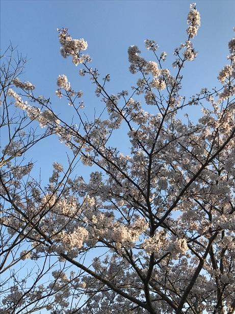 4月6日　飼育員の考えごと