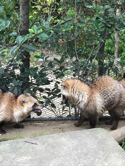 6月21日　飼育員の考えごと