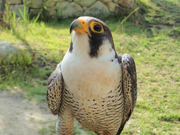 9月19日　傷病鳥獣保護レポート