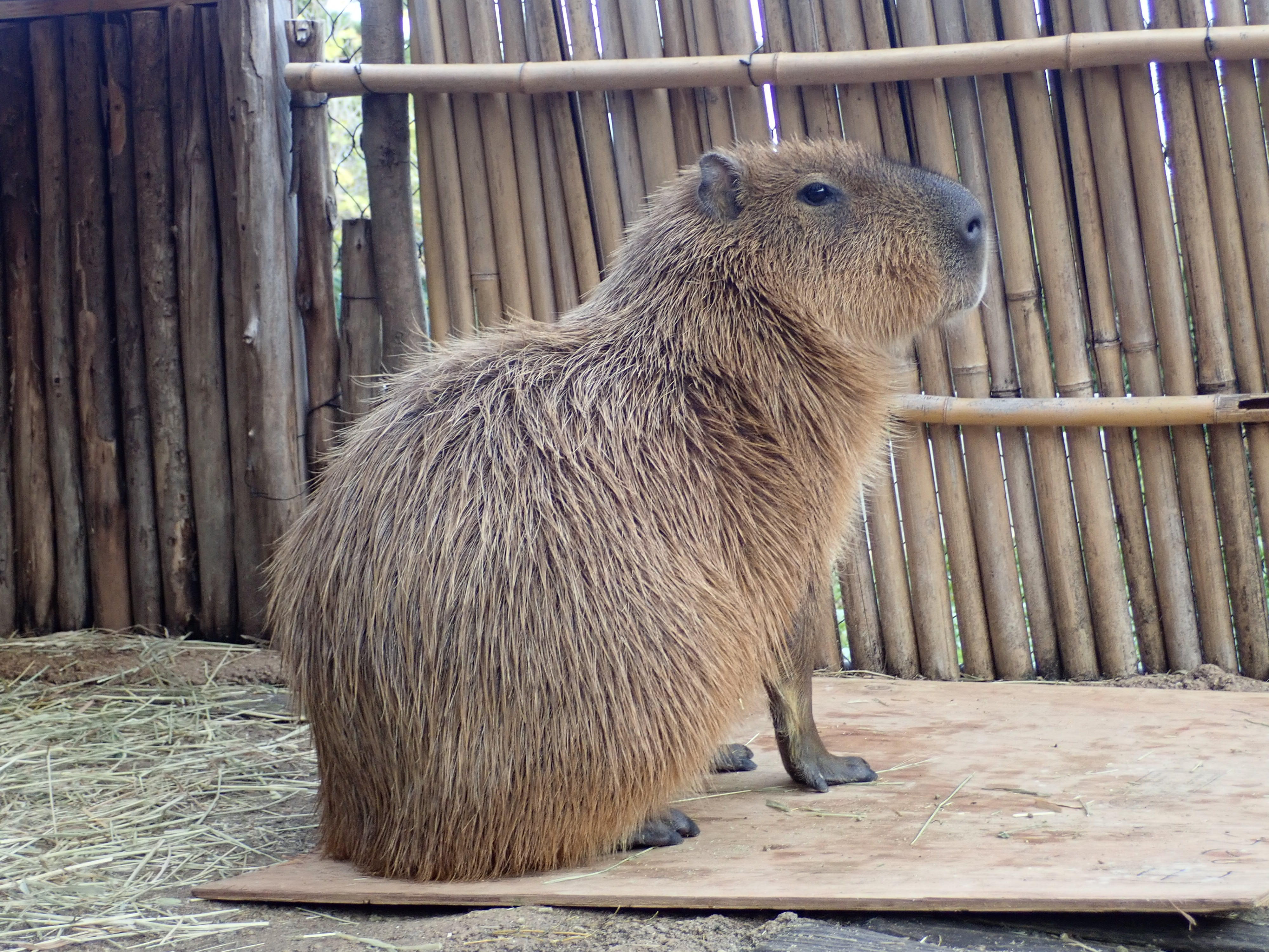 晩秋のカピバラ、まだ寒さに負けず