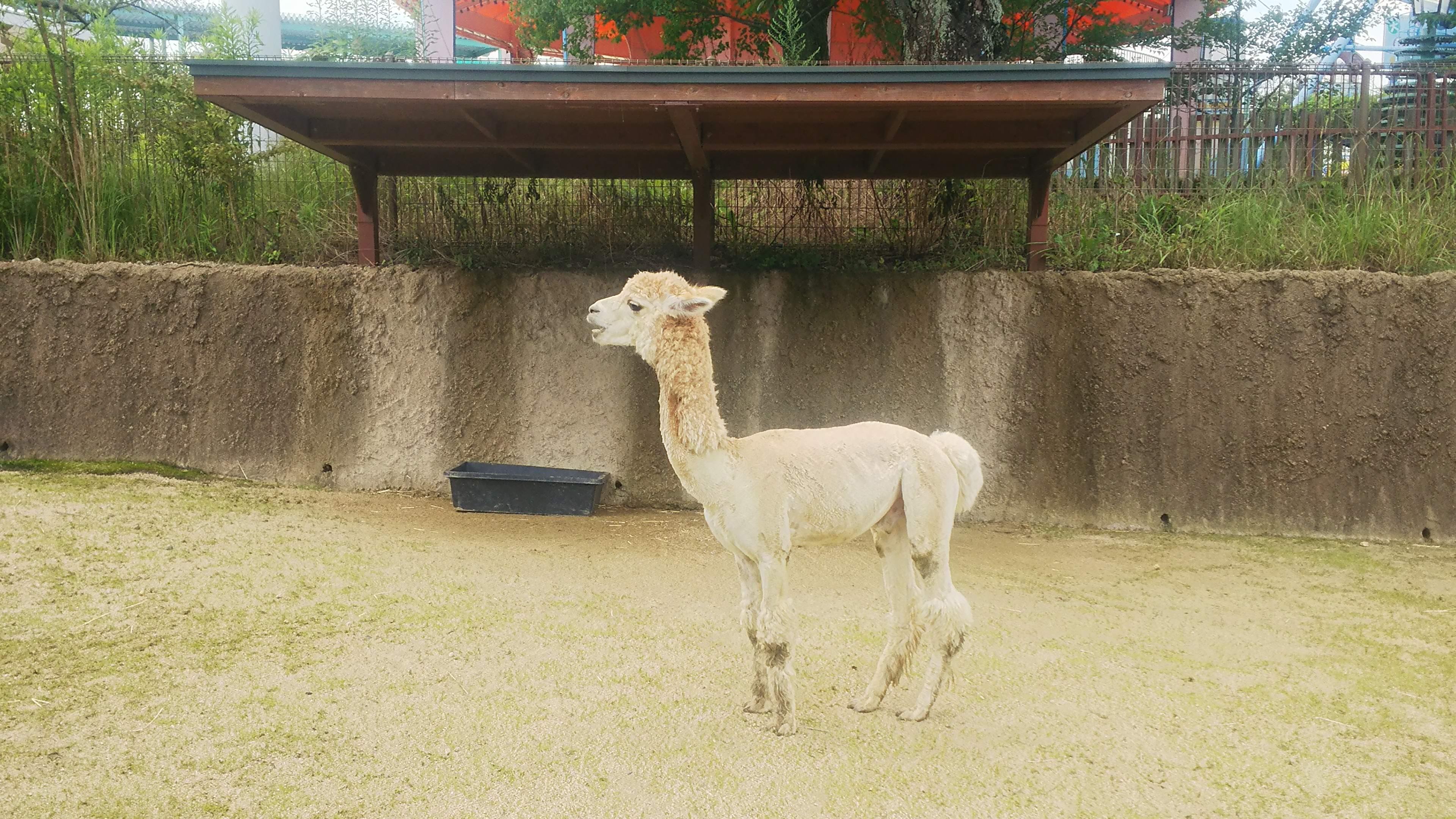 8月3日 暑さに備えて 飼育員ブログ ときわ動物園 ときわ公園 山口県宇部市