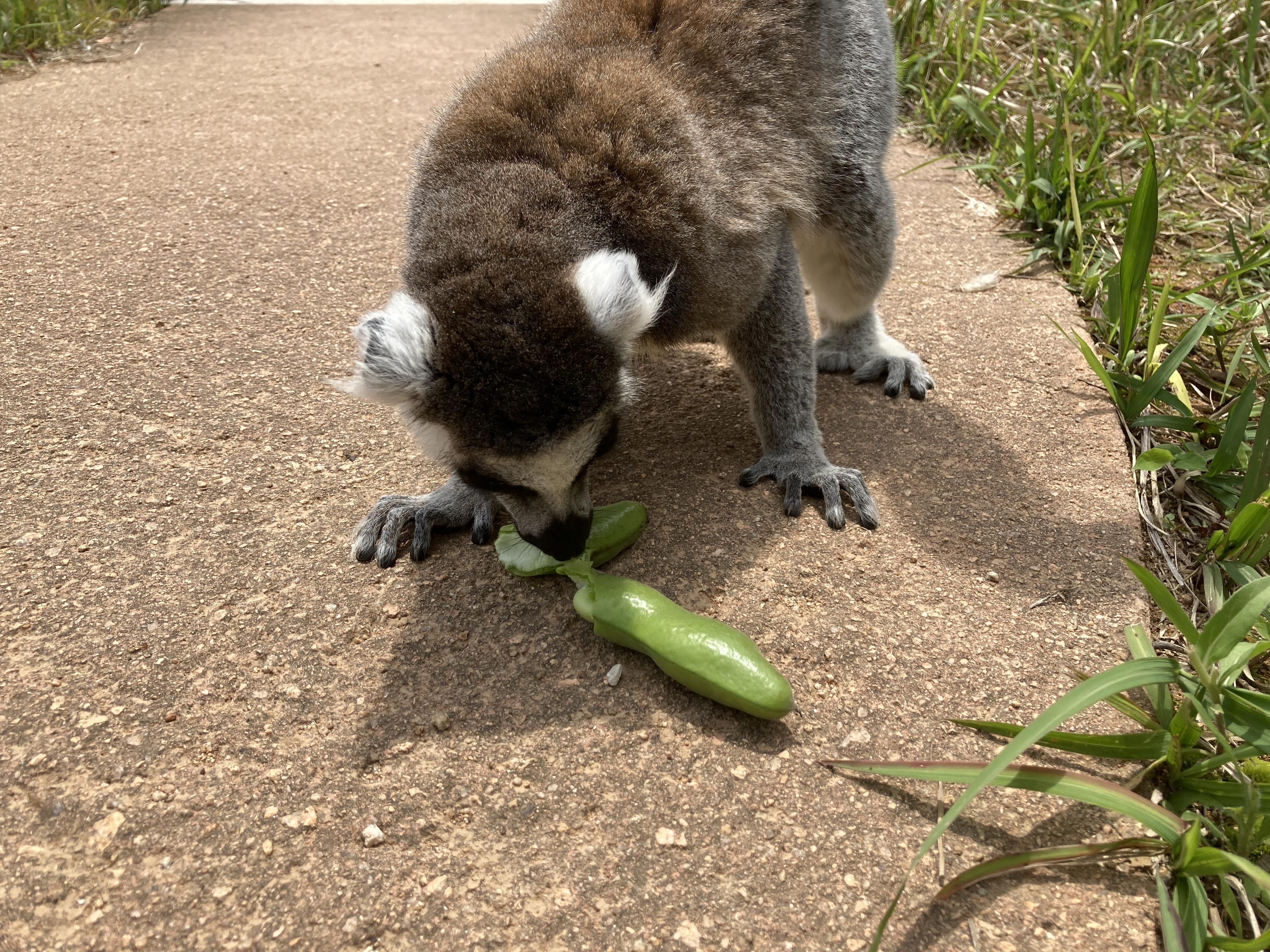 ５月１６日　ワオキツネザルとソラマメ