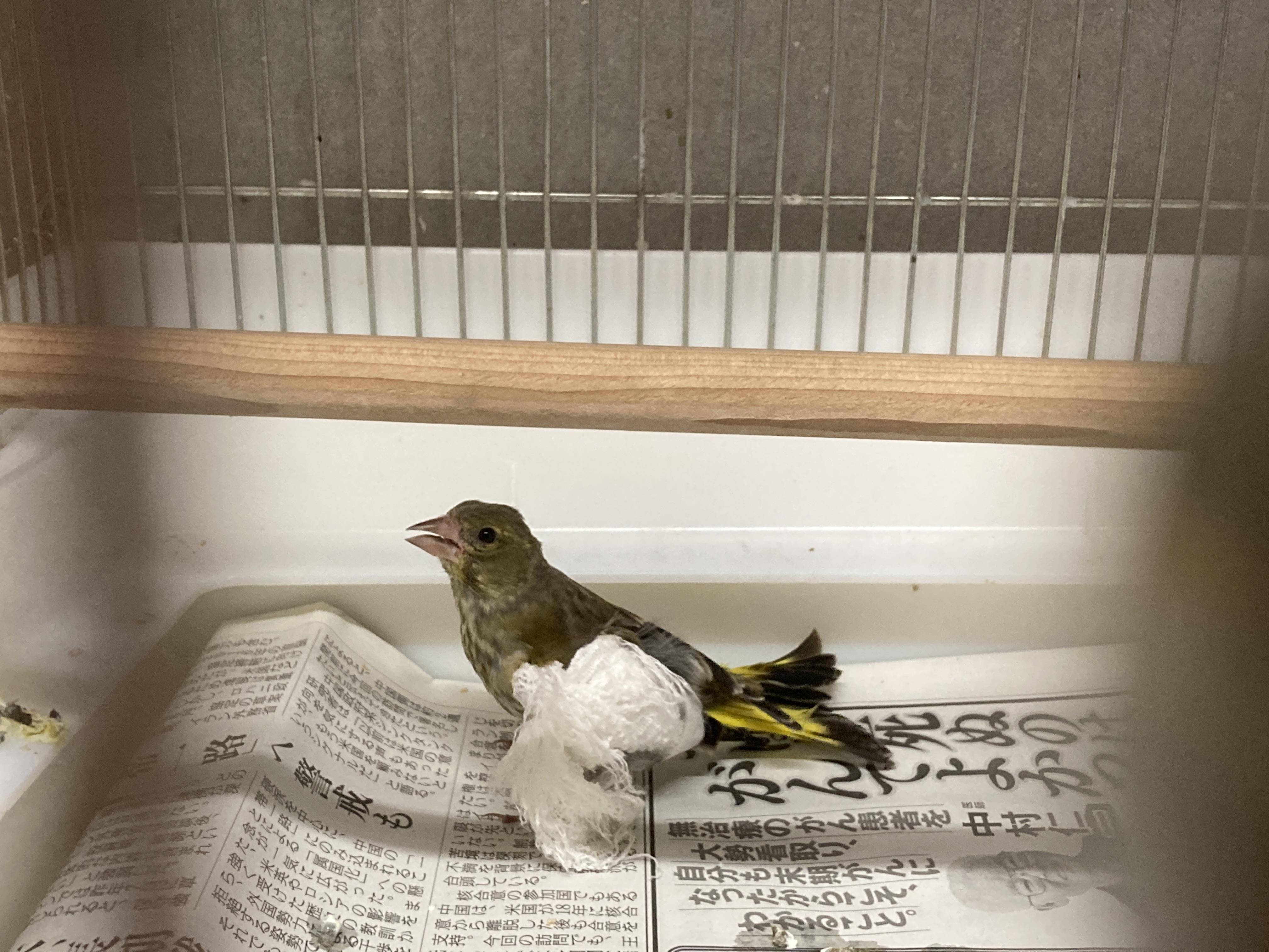 ６月１９日　傷病鳥獣保護レポート：カワラヒワを放鳥しました