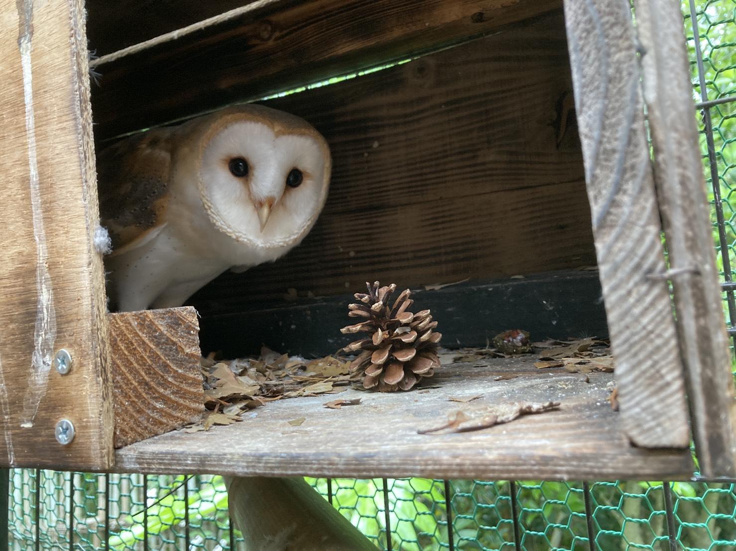 ６月１４日　メンフクロウとまつぼっくり