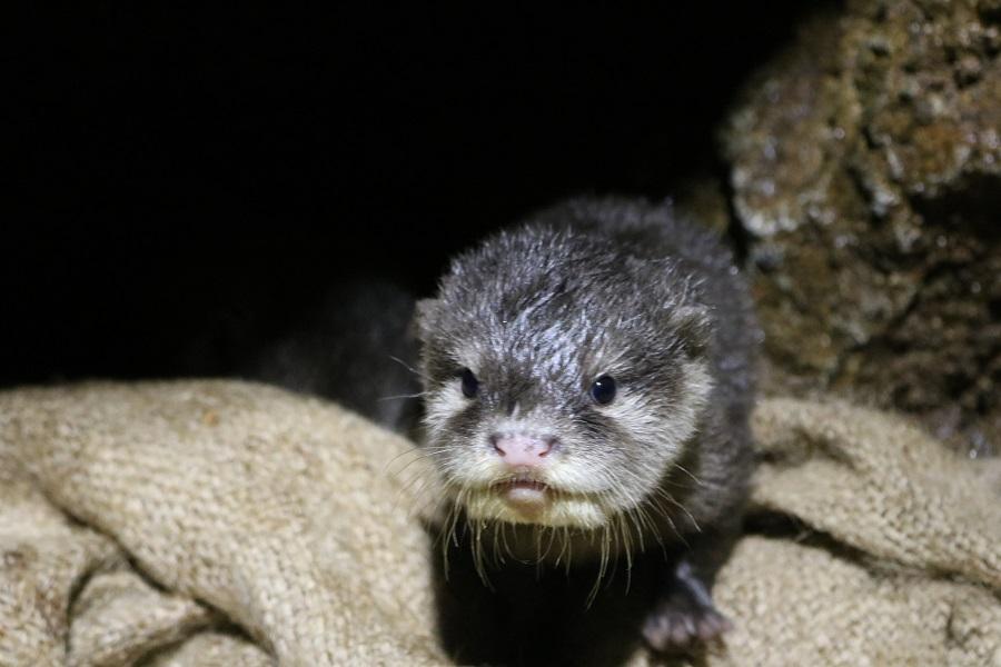 7月15日　飼育員の考えごと（コツメカワウソの搬出）