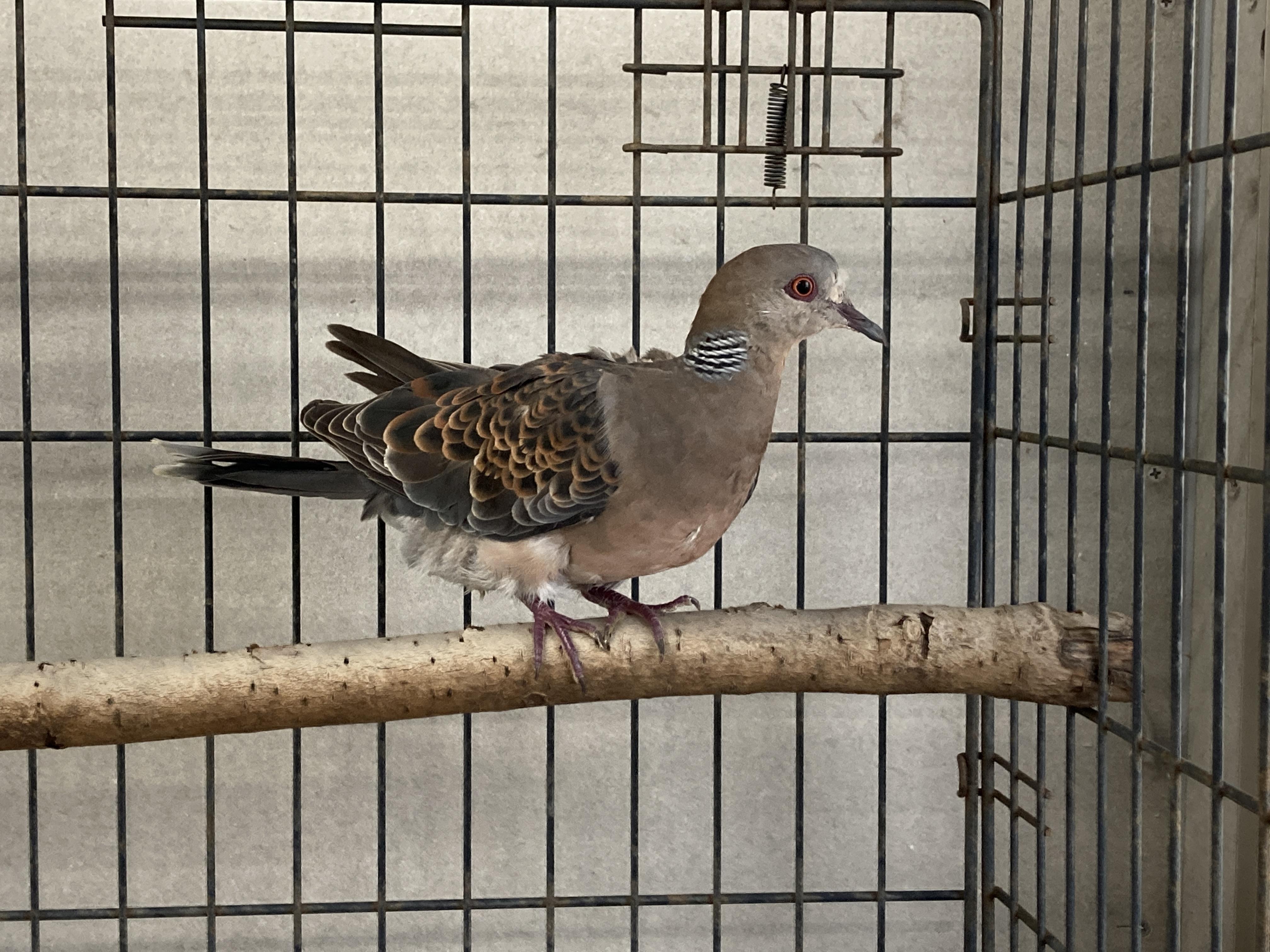８月２８日　傷病鳥獣保護レポート：キジバトを放鳥しました