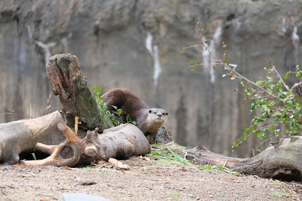 3月12日　暴れん坊ショウ軍、いざ出陣！