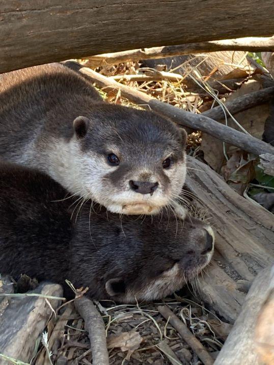 4月1日　飼育員の考えごと（コツメカワウソの搬出）