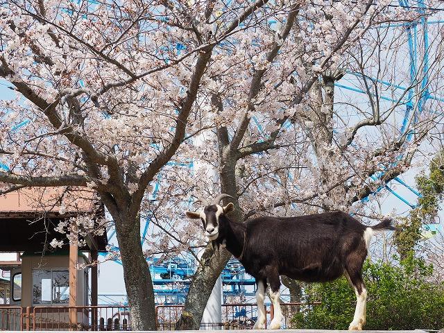 4月21日　動物の快適な暮らしのために・・・