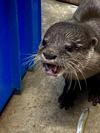 7月28日　コツメカワウソ「はな」の近況報告