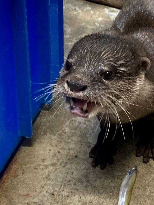 7月28日　コツメカワウソ「はな」の近況報告