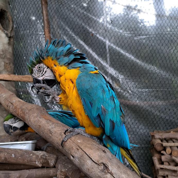 11月12日　インコの羽根のひみつ