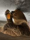 8月28日　ナマケモノの食べモノはどんなモノ？