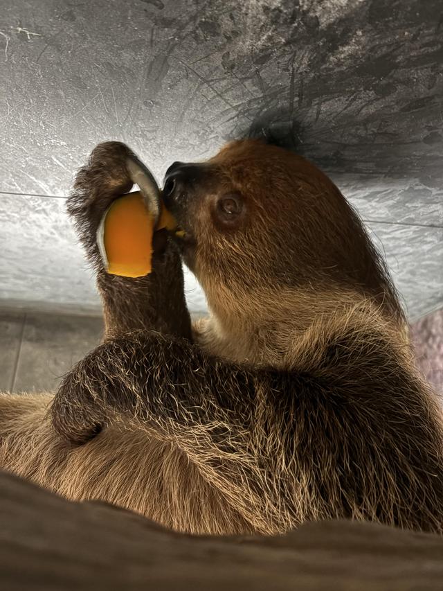 8月28日　ナマケモノの食べモノはどんなモノ？
