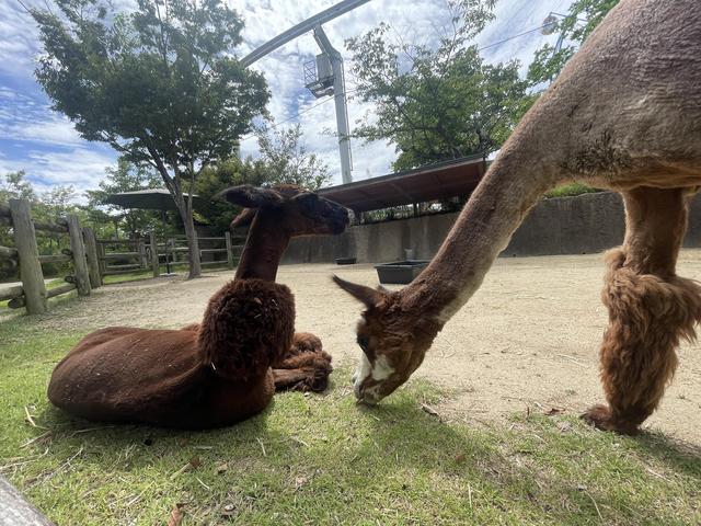 ときわ動物園 - ときわ公園|山口県宇部市