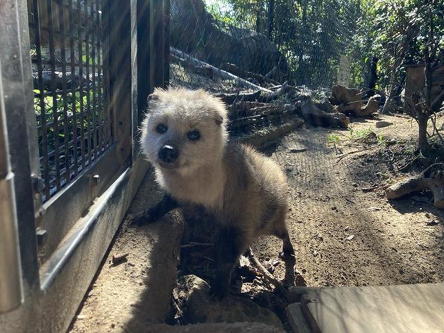 11月4日　動物園の健康診断