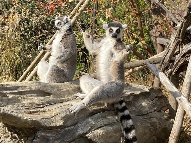 10月29日　世界キツネザルの日