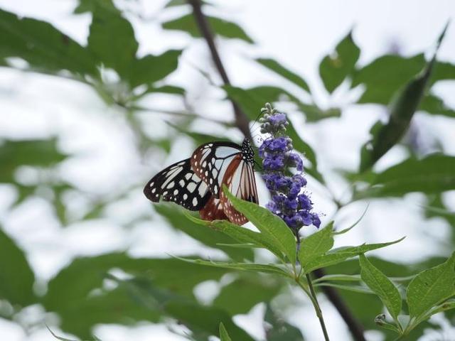 11月13日　昆虫調査～2025秋～