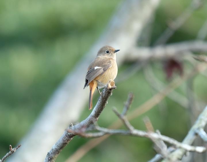 1月1日　冬に出会いがあるカモ...？