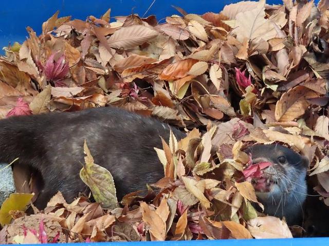 4月1日　はな近況報告