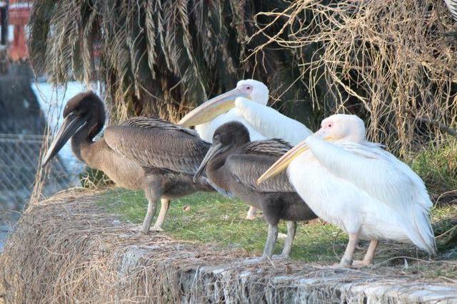 2月6日　飼育員の考えごと