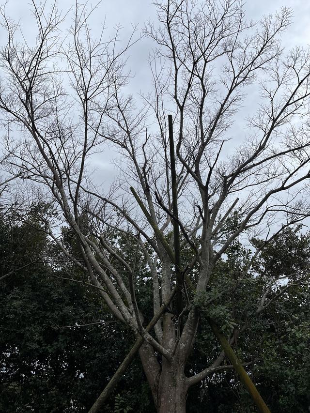 3月7日　冬の木の葉　春の足音