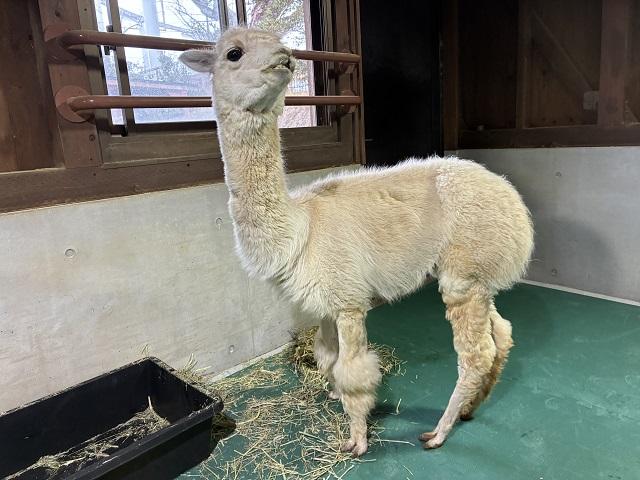 4月30日　アルパカの新生活