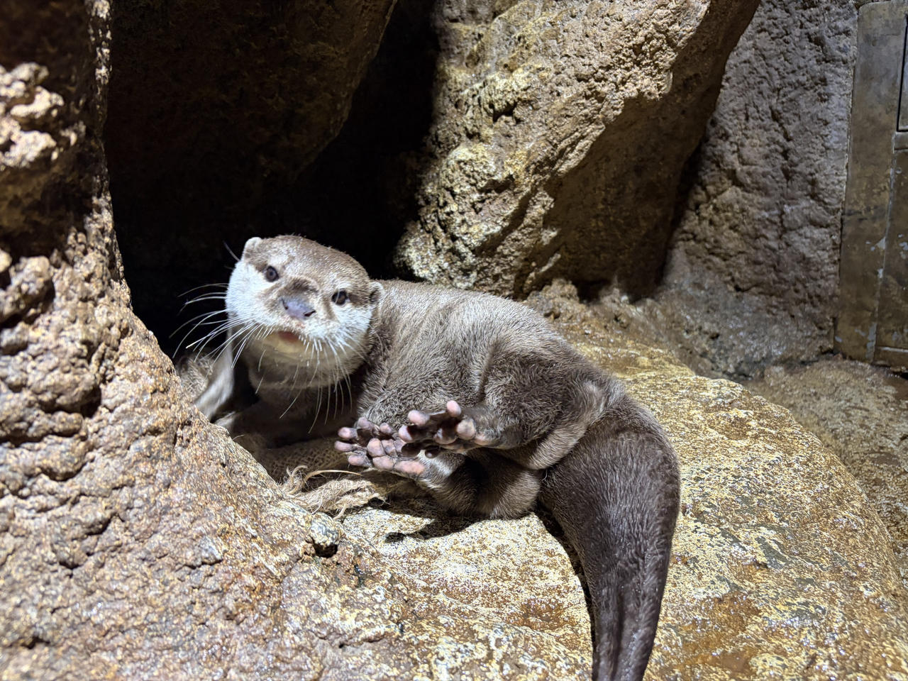 5月13日　世界カワウソの日