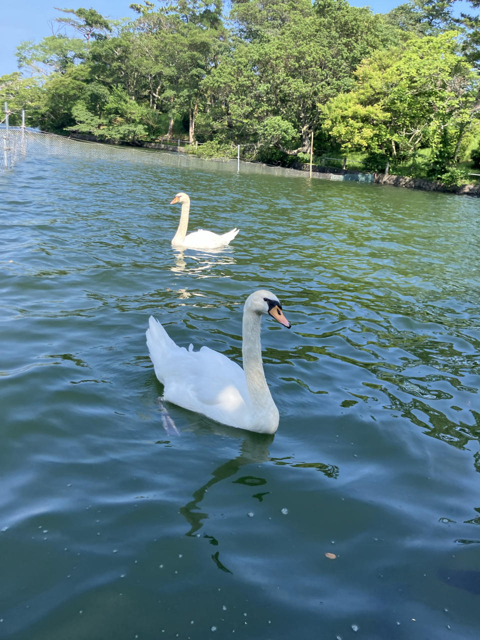 7月10日　夏だ！祭りだ！ホネ祭りだ！