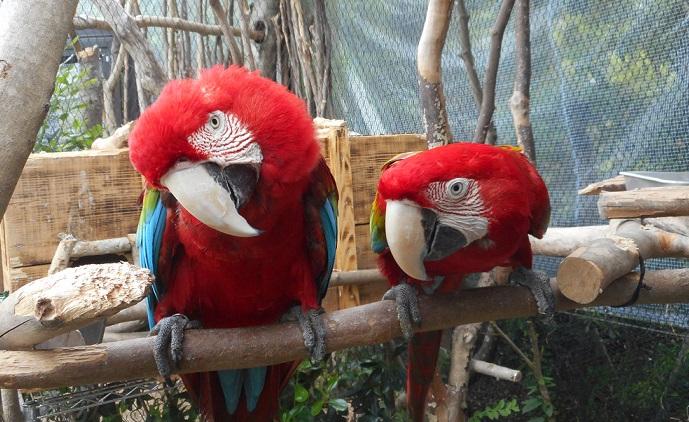 6月30日 オウム インコデーのイベントを行いました 飼育員ブログ ときわ動物園 ときわ公園 山口県宇部市