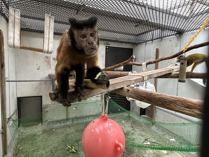 ペルウメとネット